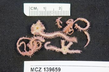 Media type: image; Invertebrate Zoology 139659